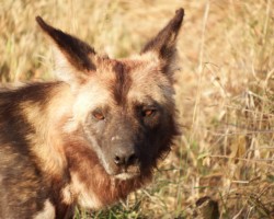 Wild Dog
