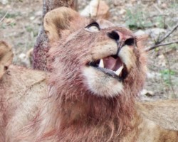 Looking up at a vulture