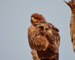 Brown Snake Eagle (12)
