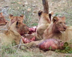 Lions having lunch