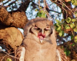 Young Eagle Owl Talking