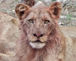 Beautiful young male