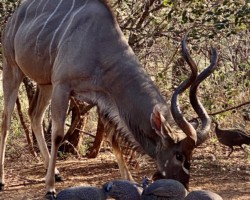 Kudu Bull in the backyard