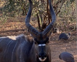Kudu Bull in the backyard