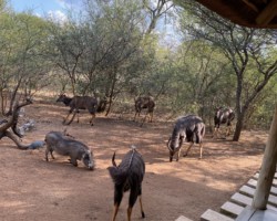 Nyala bulls in the backyard