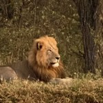 Male Lion (11)