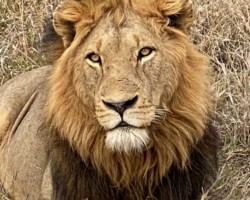 Those Lion Eyes (10)