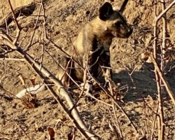 Wild Dog Puppy