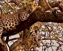 Quintessential Leopard