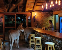 Donkey at Thirsty Giraffe