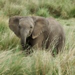 Baby Elephant (8)