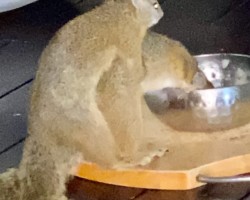 The making of a family