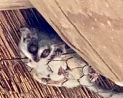 Bush Babies
