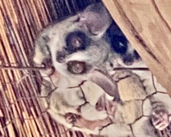 Bush Babies