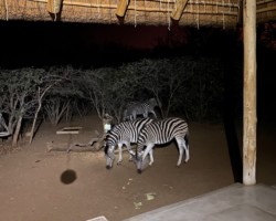 Zebra in Yard