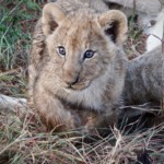 Baby Lion (7)