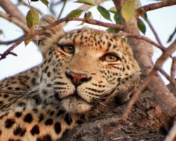 Here Looking At You (1)