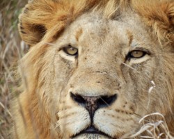 Lion
Eyes (3)
