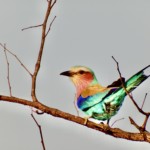 Lilac Breasted Roller (13)
